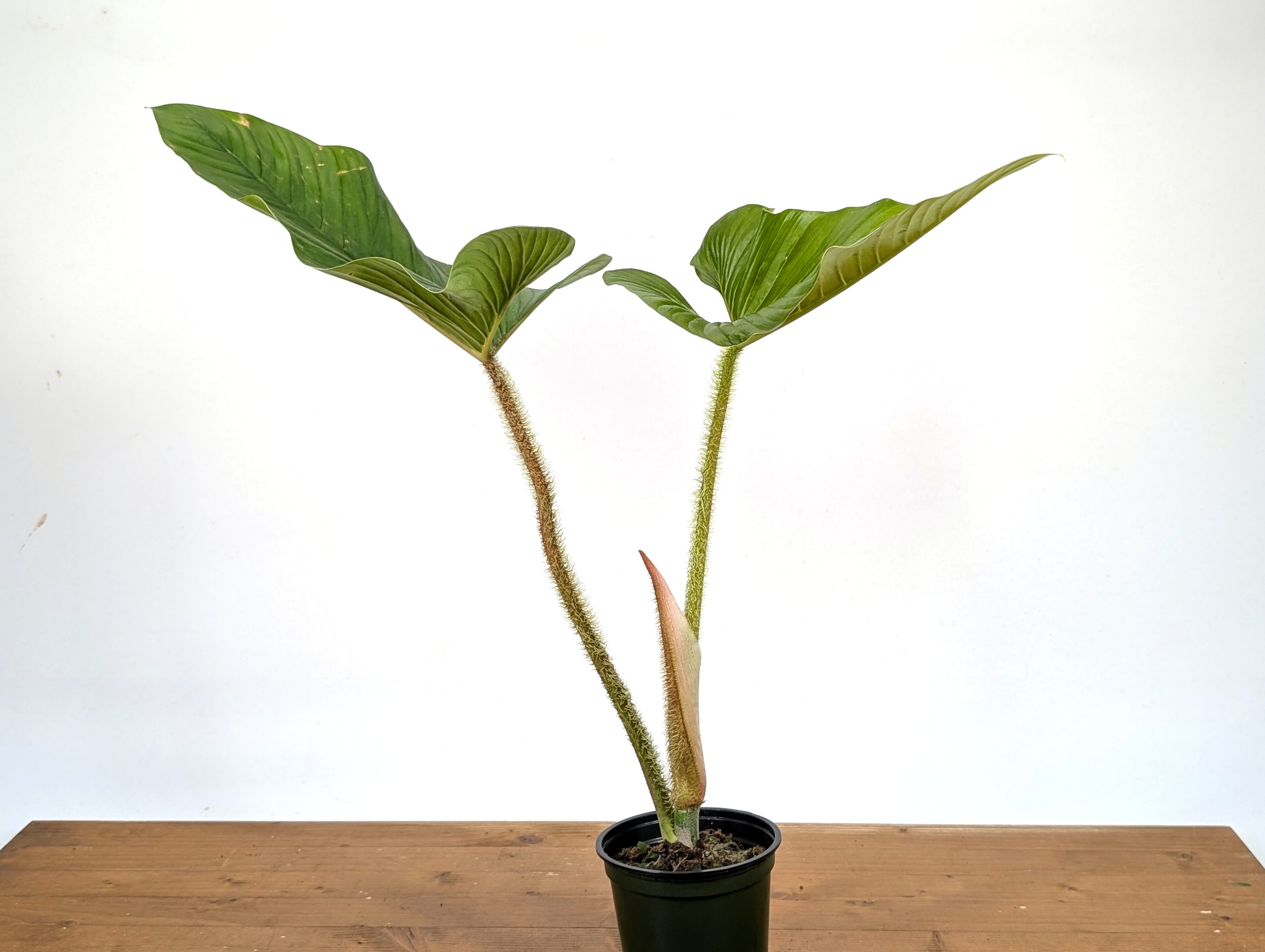 Philodendron Serpens