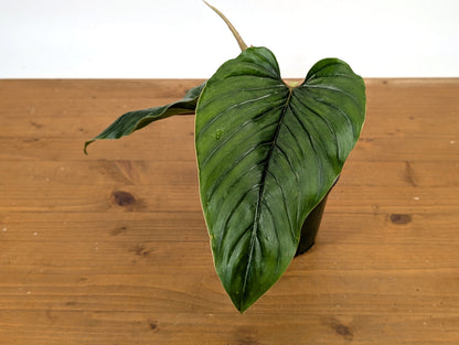 Philodendron Serpens
