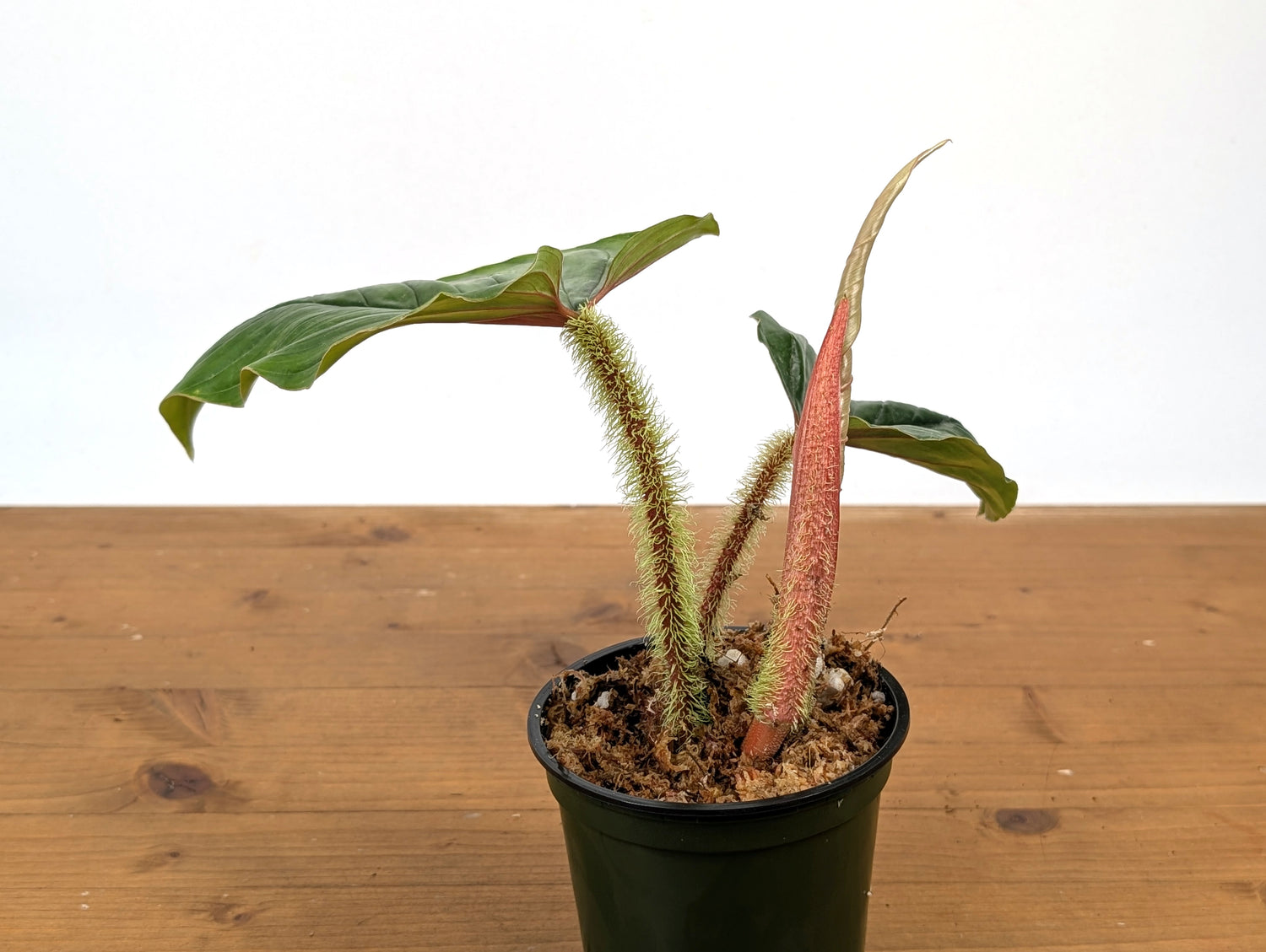 Philodendron Serpens