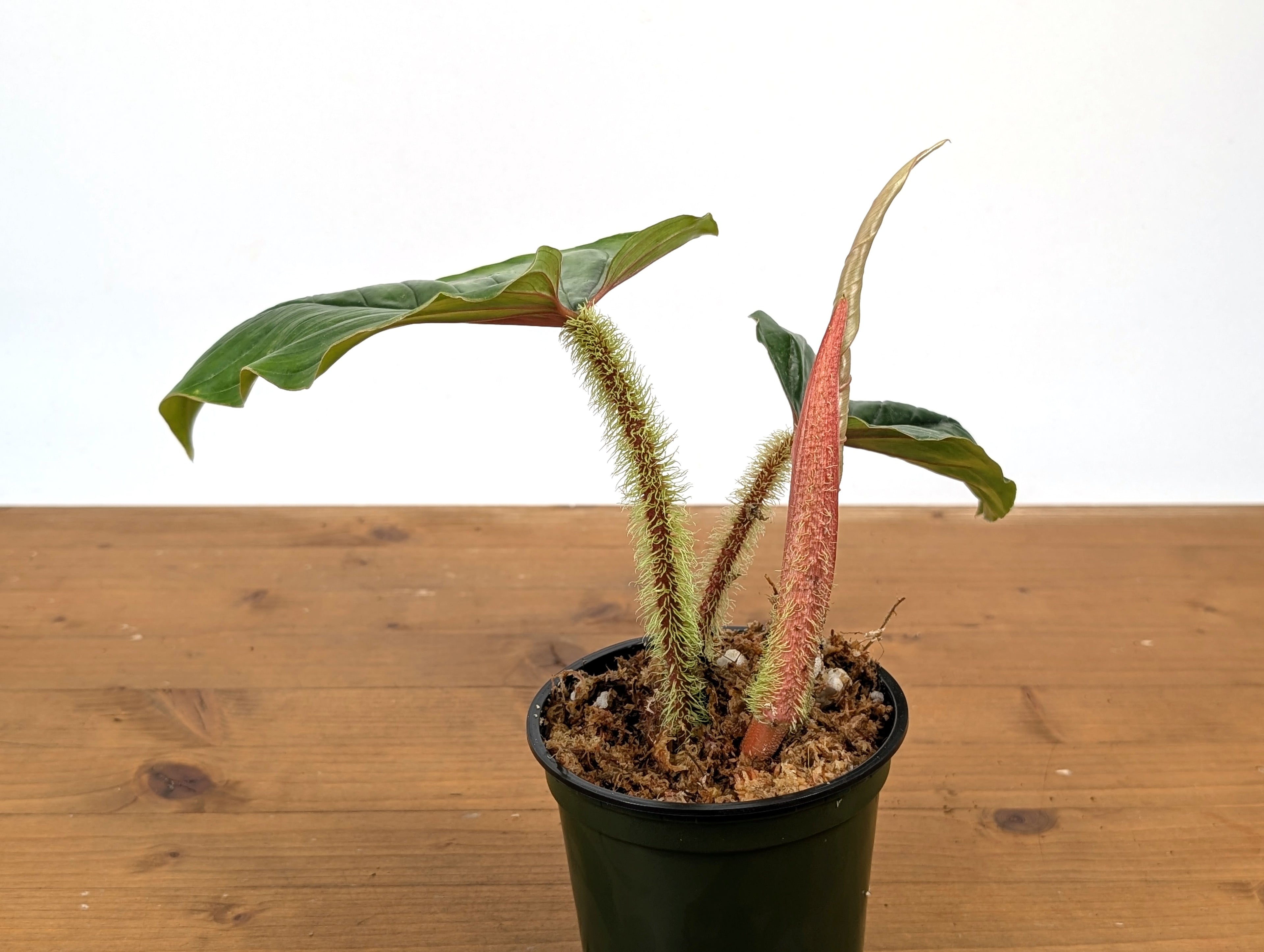 Philodendron Serpens