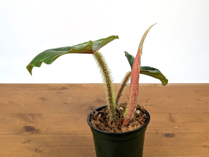 Philodendron Serpens