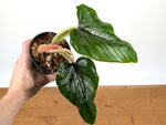 Philodendron Serpens