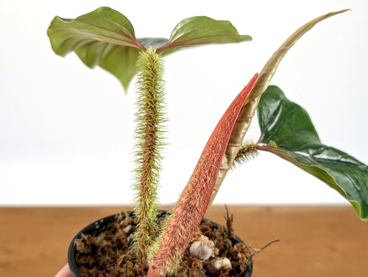 serpens philodendron Philodendron Serpens – Plantamani Plants