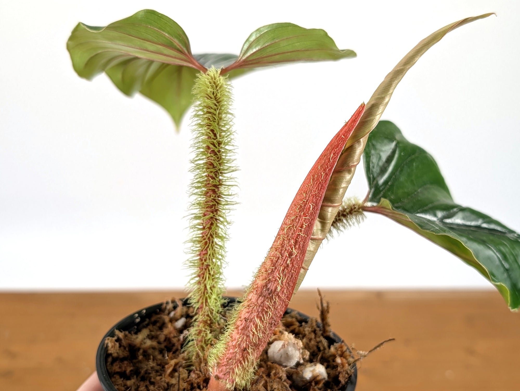 philodendron serpens care Philodendron Serpens – Plantamani Plants