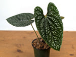 Anthurium Luxurians