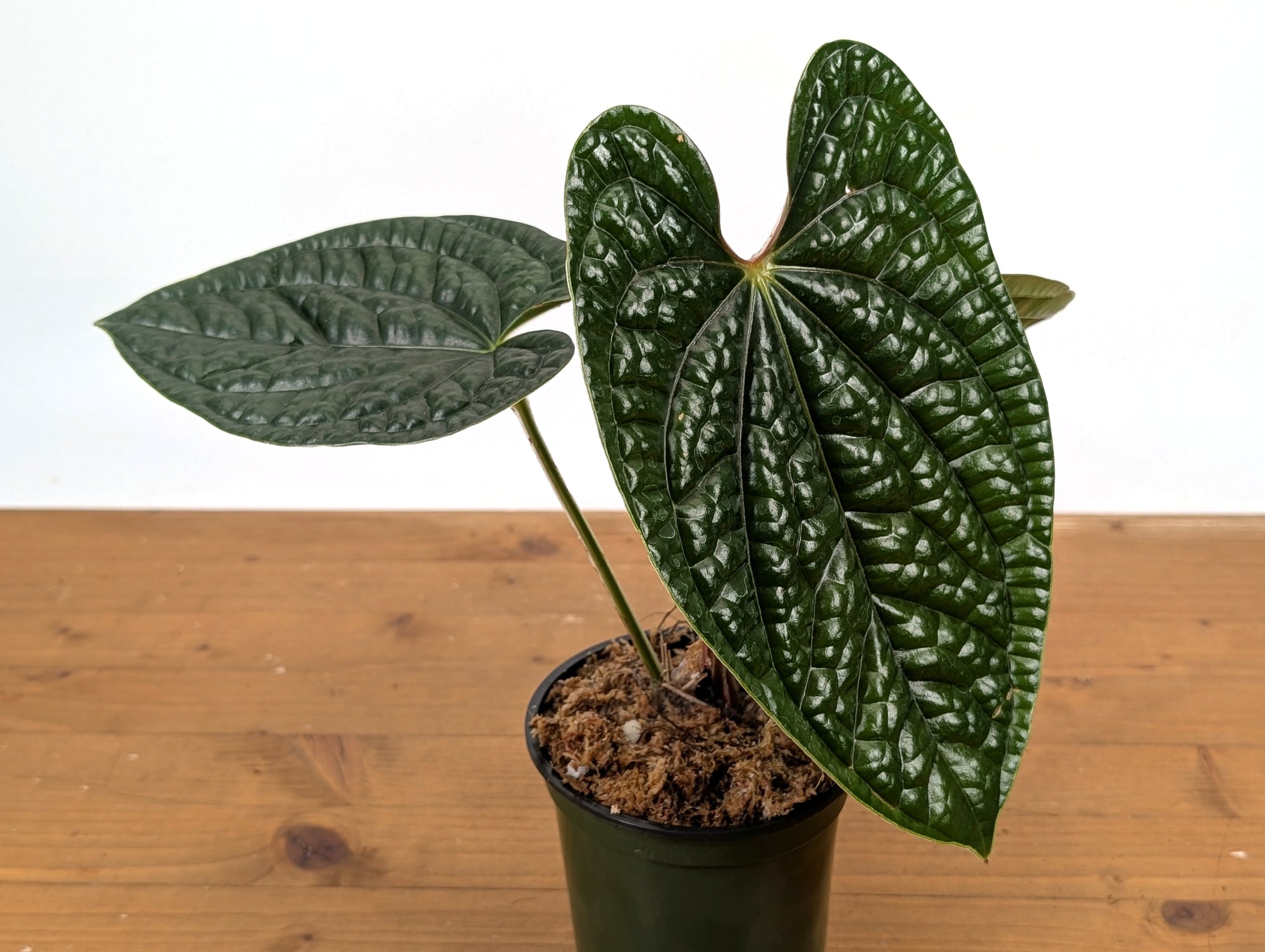 anthurium luxurians seeds Anthurium Luxurians