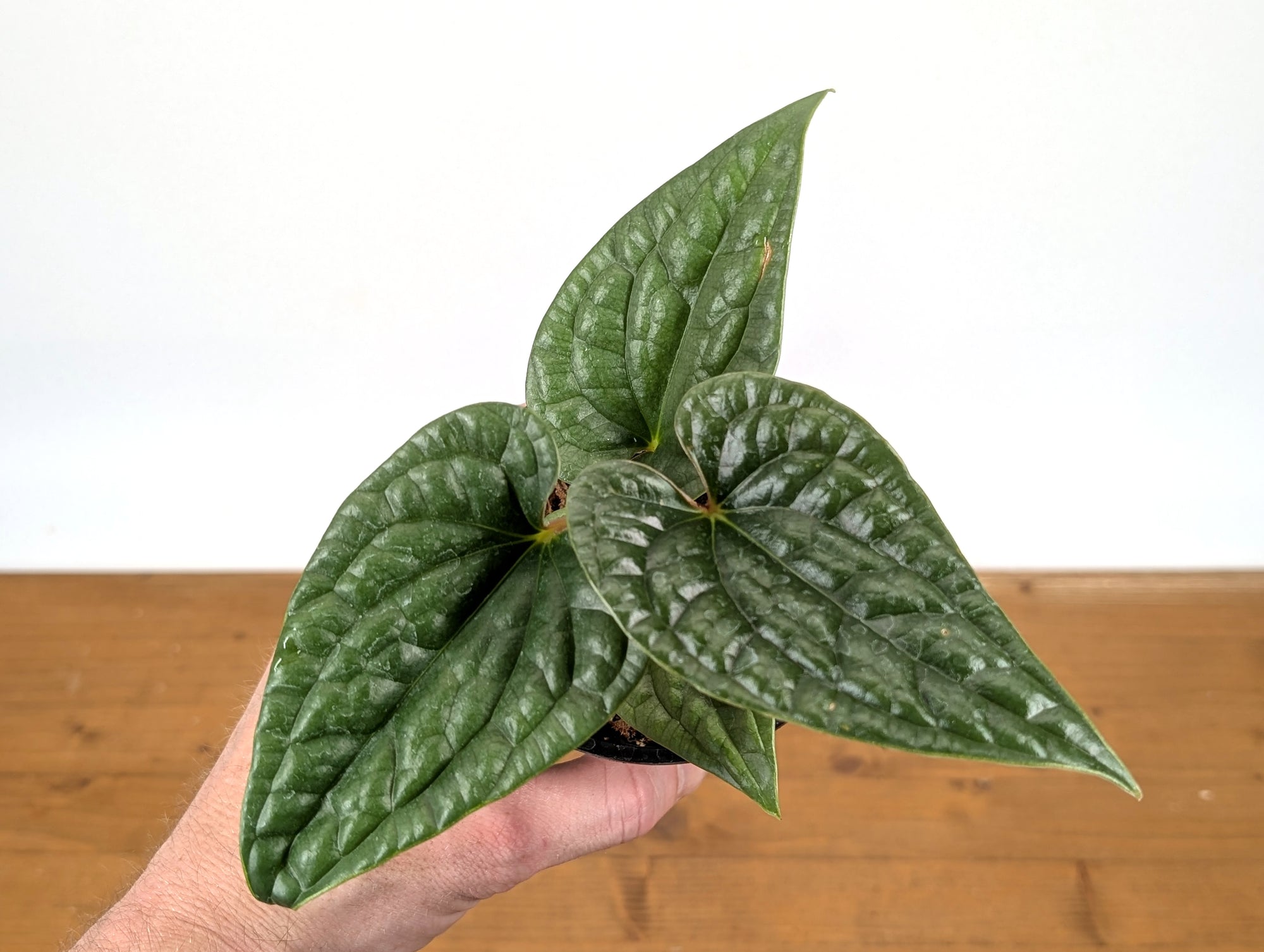 anthurium warocqueanum x luxurians Anthurium Luxurians