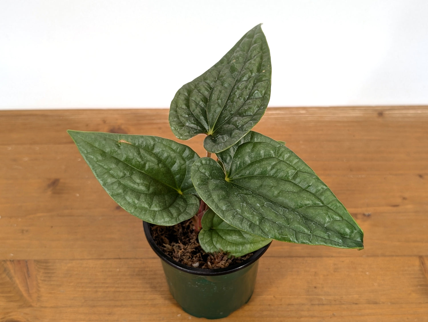 Anthurium Luxurians