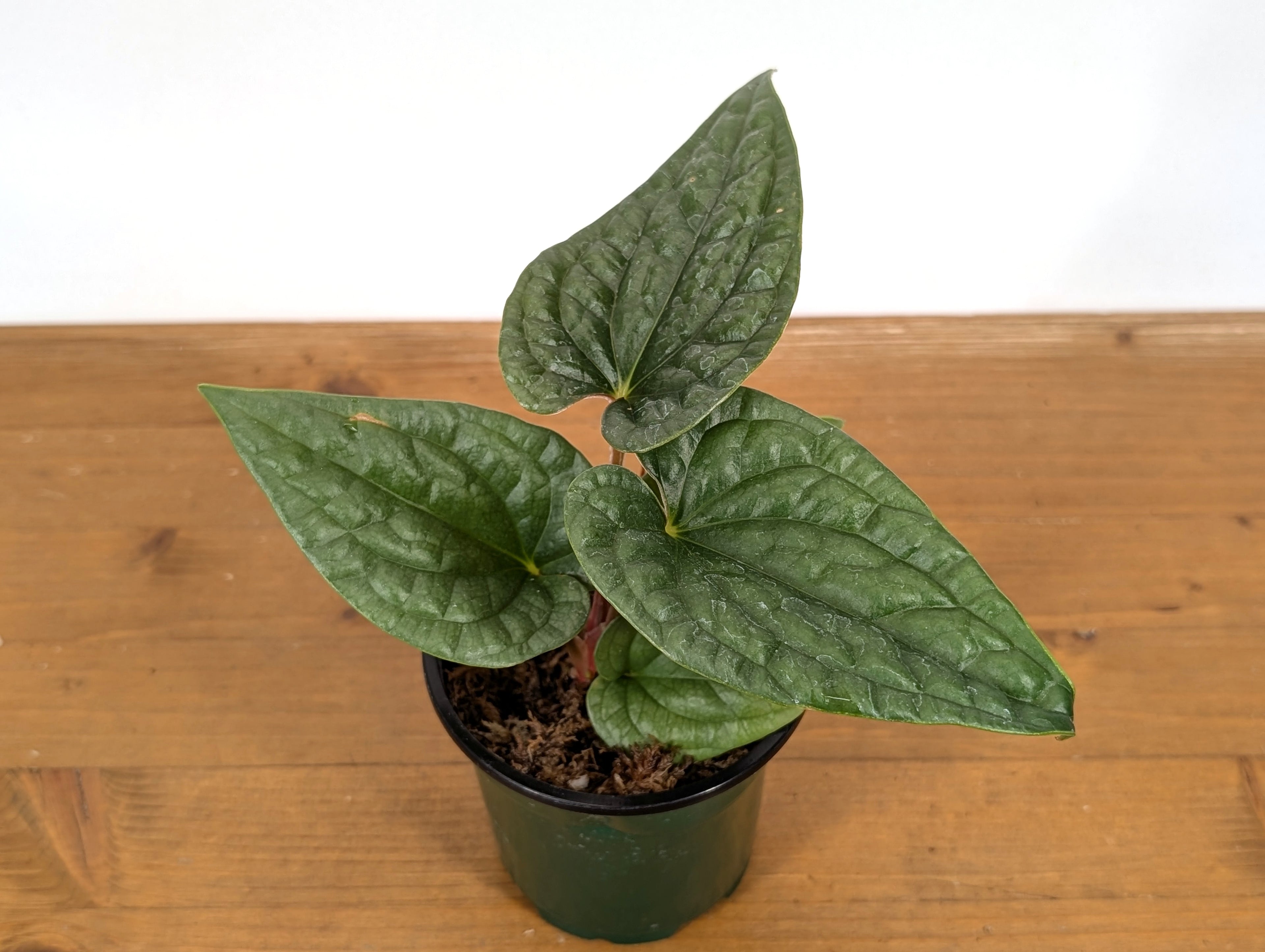 Anthurium Luxurians