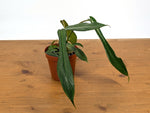 Philodendron Joepii