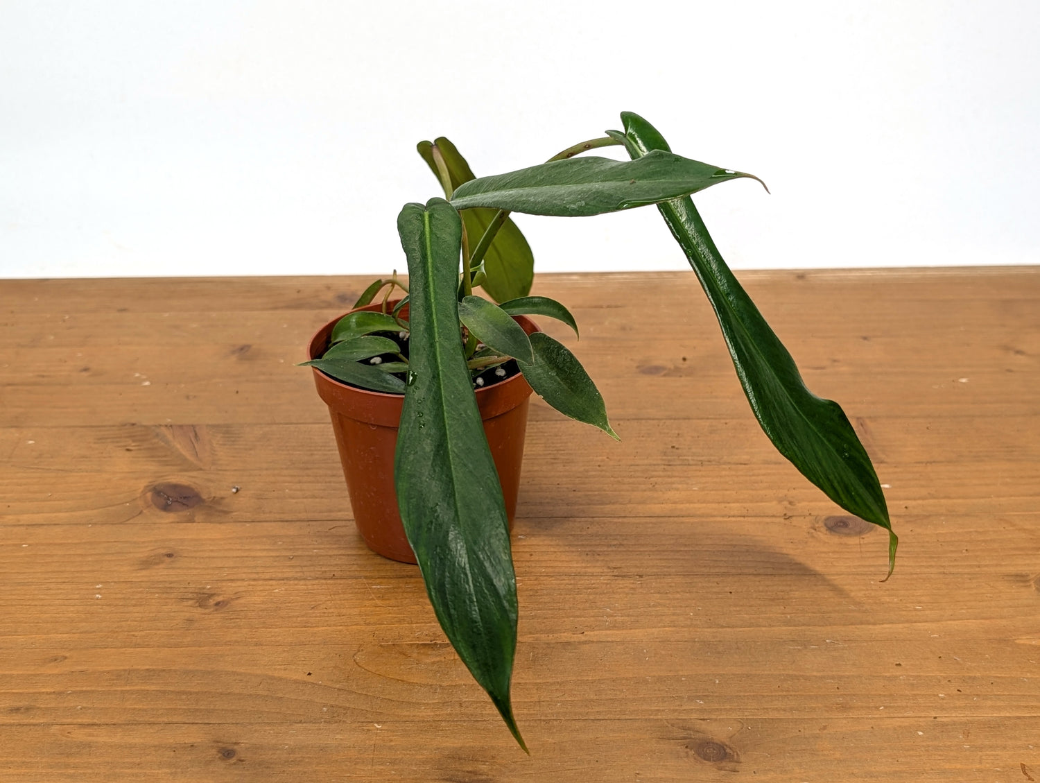Philodendron Joepii