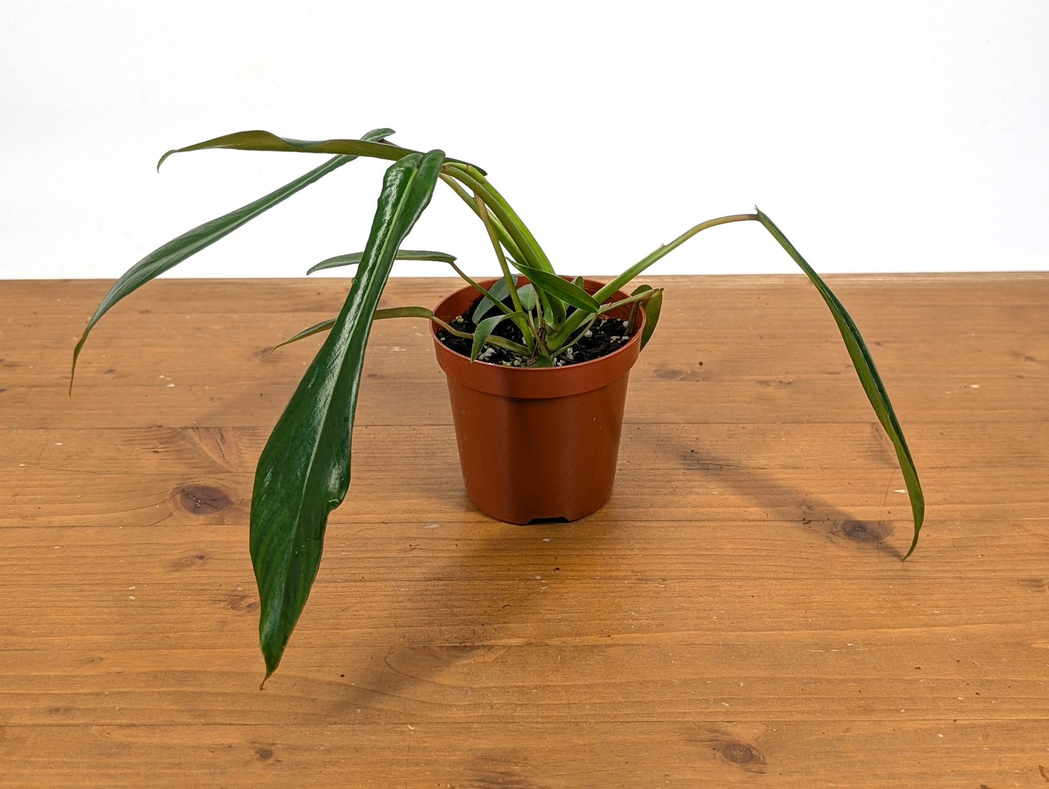 Philodendron Joepii