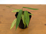 Anthurium Pallidiflorum