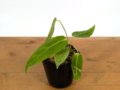 Anthurium Waterburyanum