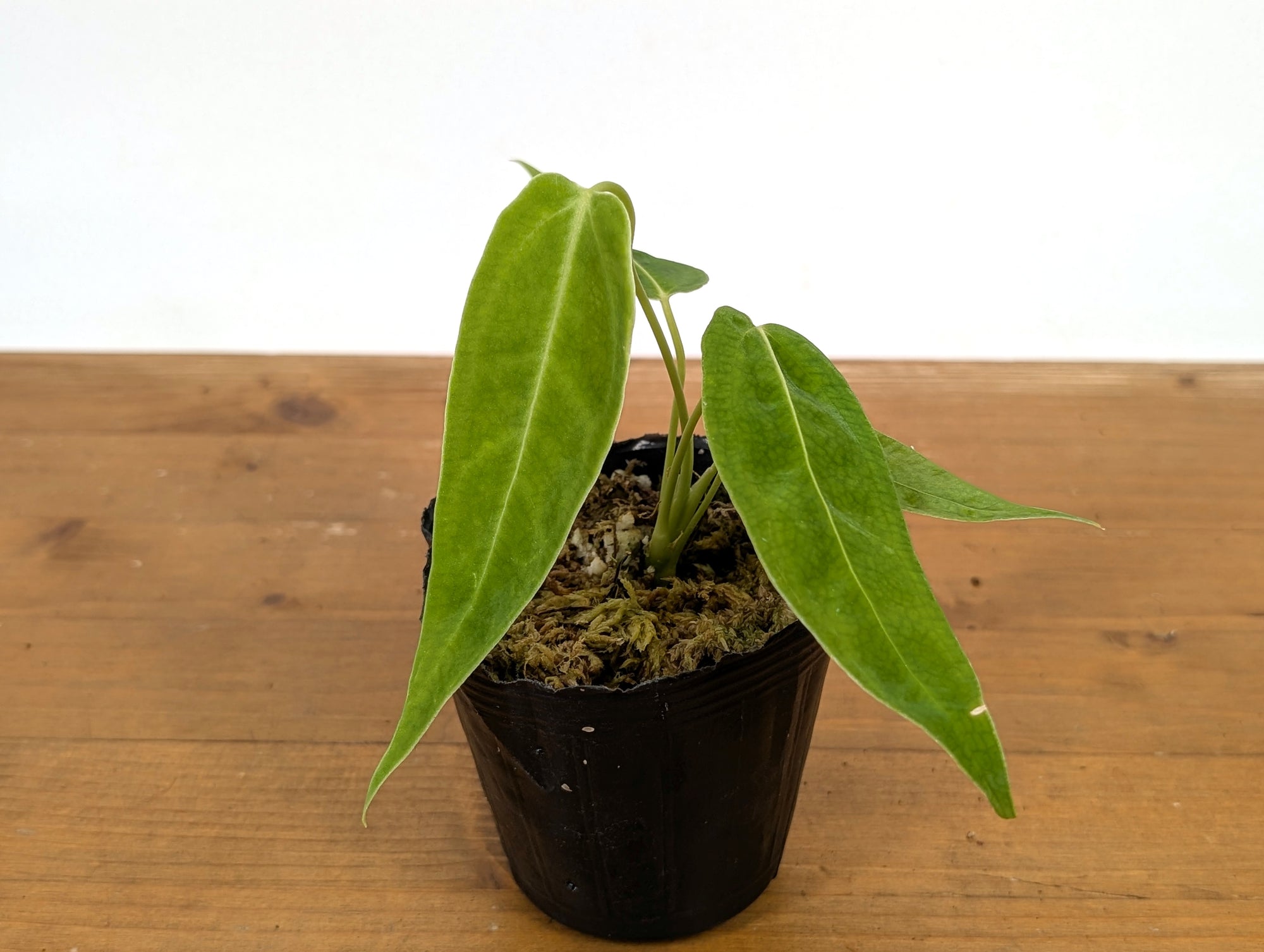 anthurium waterburyanum Anthurium Waterburyanum