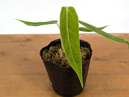 Anthurium Waterburyanum