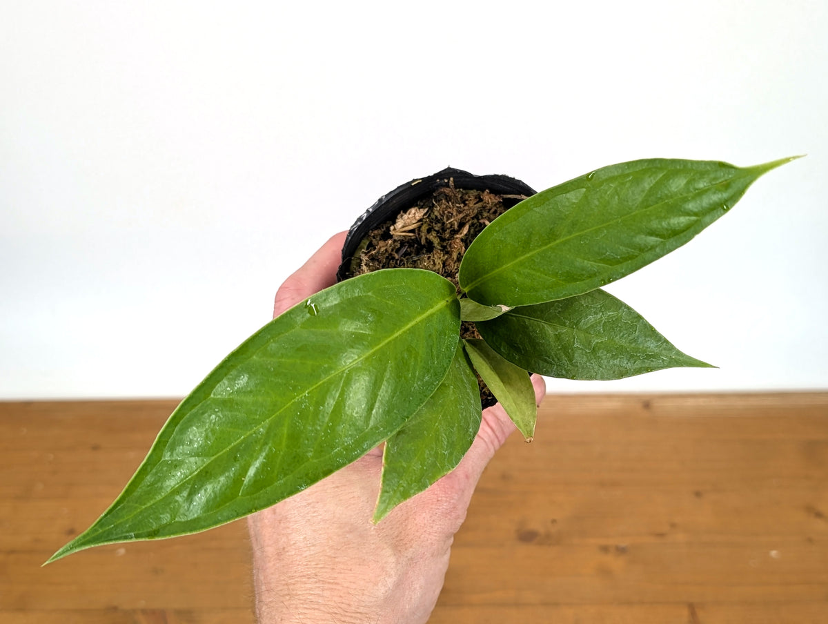Anthurium Decurrens