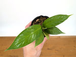 Anthurium Decurrens