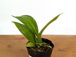 Anthurium Decurrens
