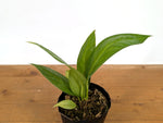 Anthurium Decurrens