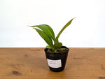 Anthurium Decurrens