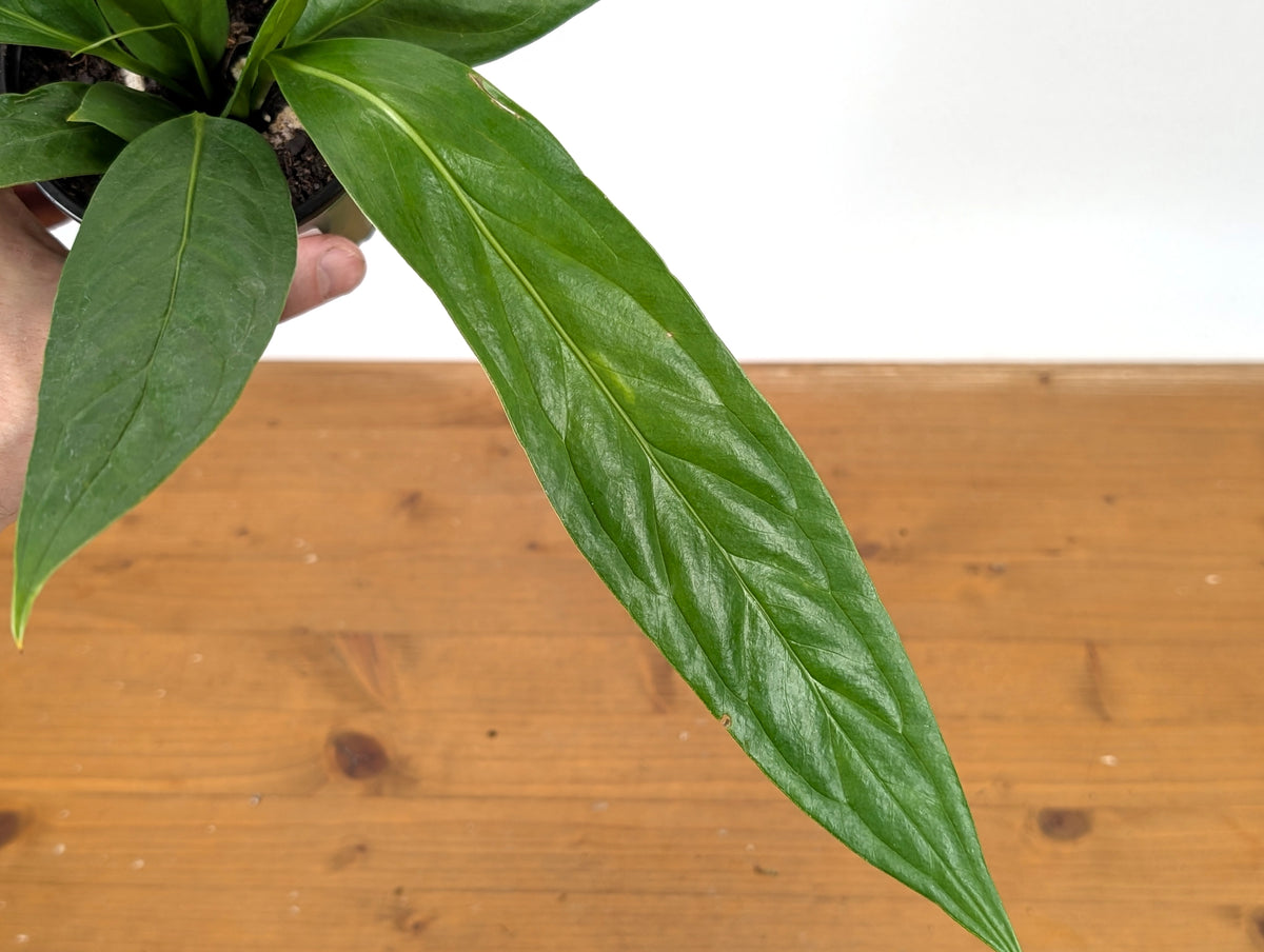 Anthurium Decurrens