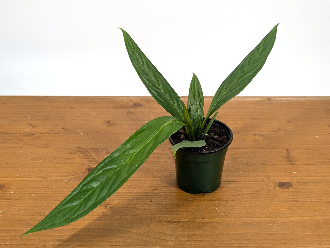 Anthurium Decurrens