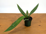 Anthurium Decurrens