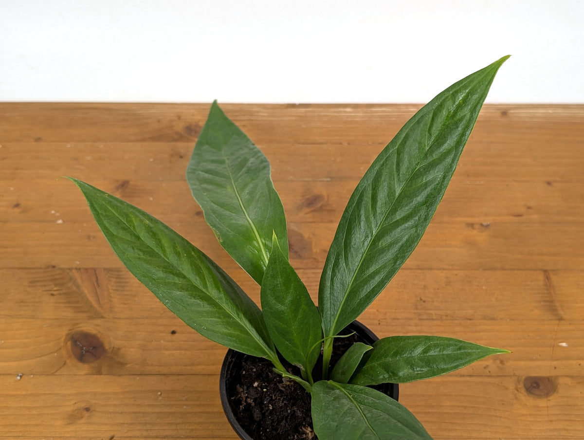 Anthurium Decurrens