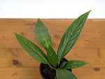 Anthurium Decurrens