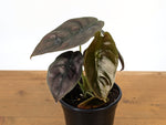 Alocasia cuprea Red Secret