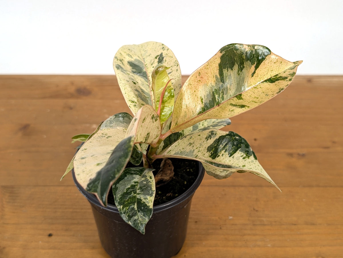 Ficus Shivereana 'Moonshine'