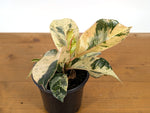 Ficus Shivereana 'Moonshine'