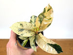Ficus Shivereana 'Moonshine'