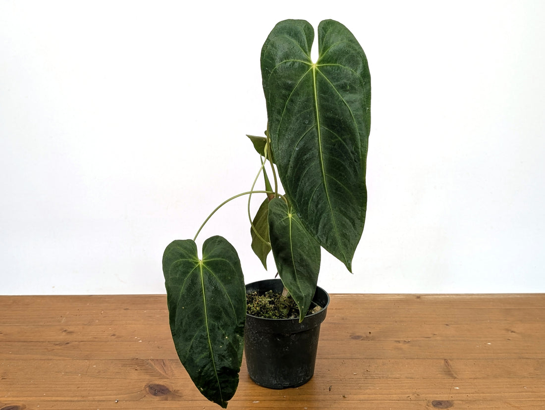 Anthurium Queremalense