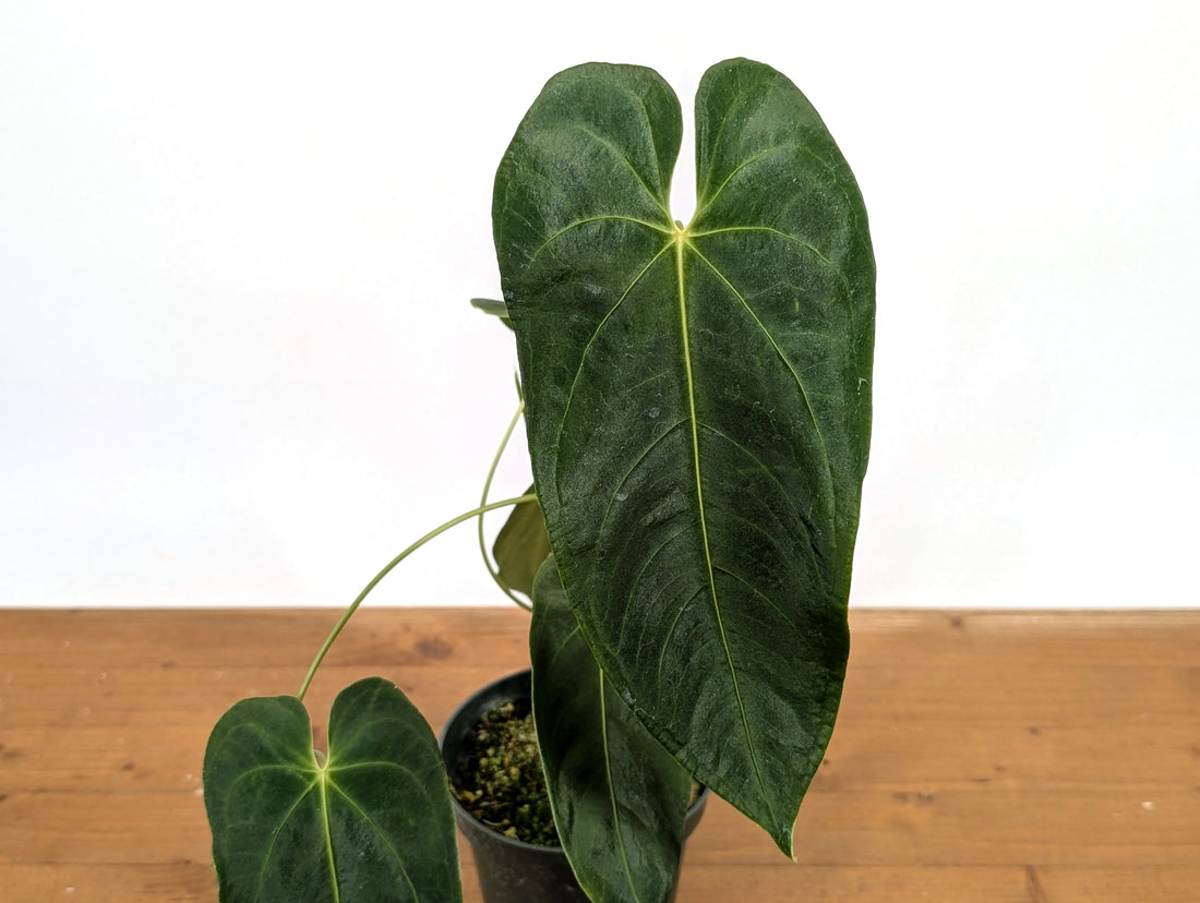 Anthurium Queremalense