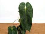 Anthurium Queremalense