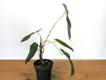 Anthurium Queremalense