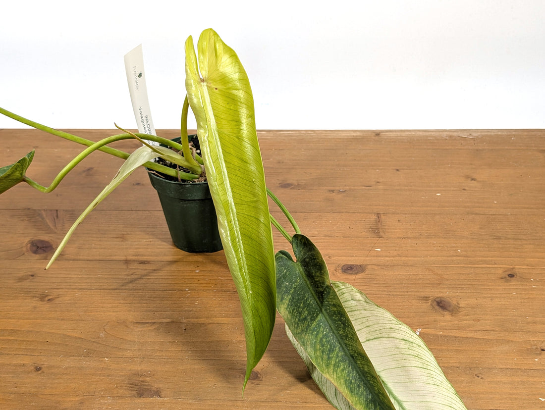 Philodendron Spiritus Sancti Mint Ghost Variegated - Exact Plant - ONE of a kind in the world! FREE Next Day Air Delivery