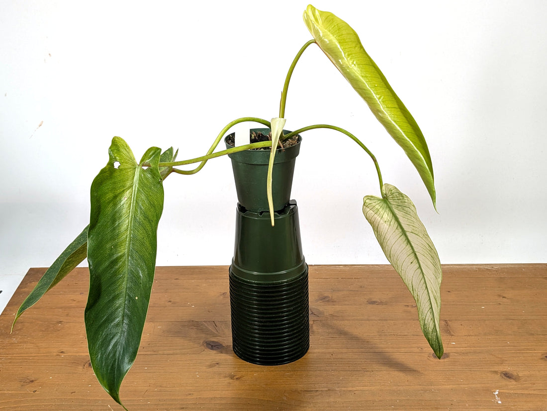 Philodendron Spiritus Sancti Mint Ghost Variegated - Exact Plant - ONE of a kind in the world! FREE Next Day Air Delivery