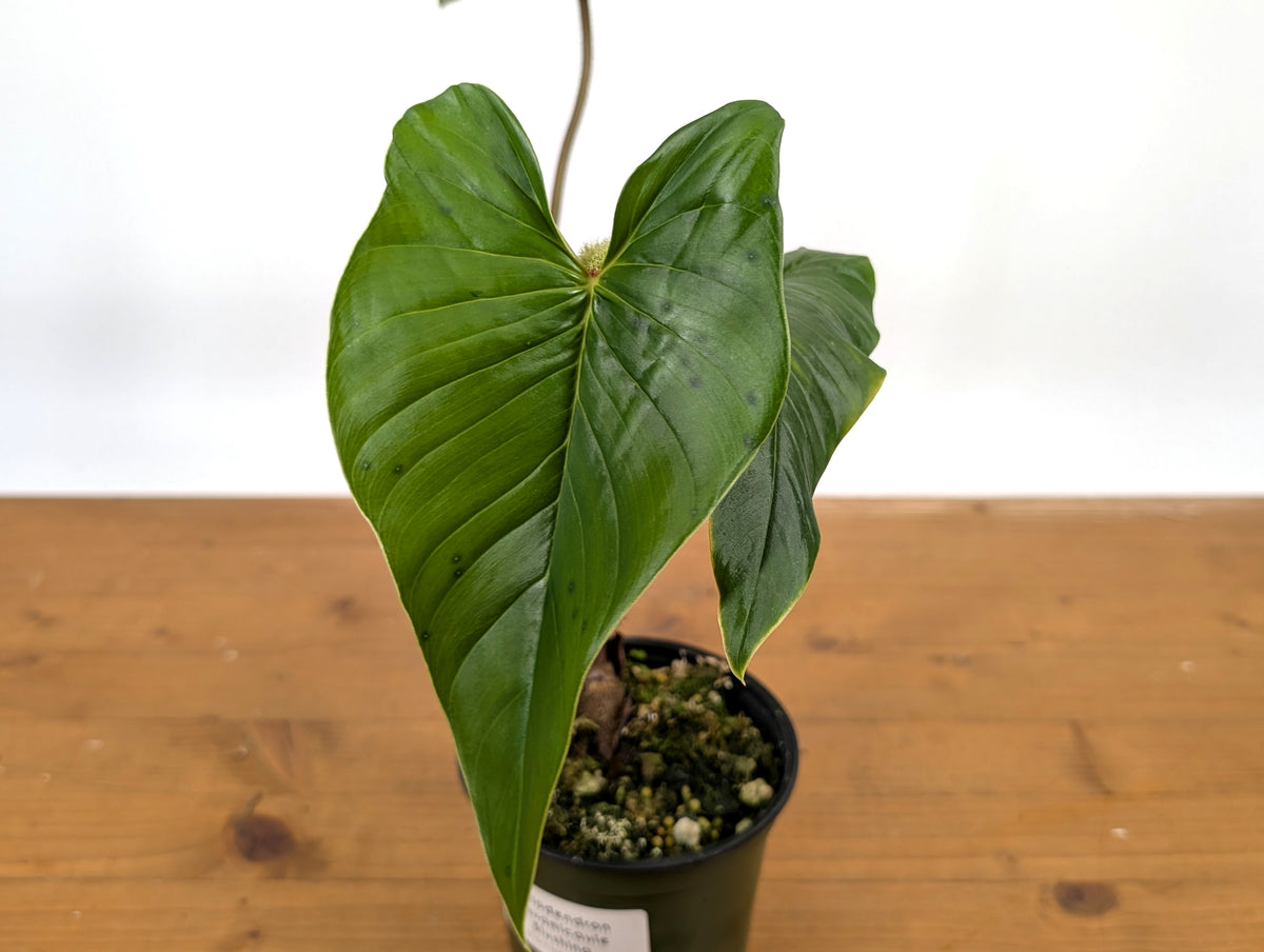 Philodendron Squamicaule Blushing