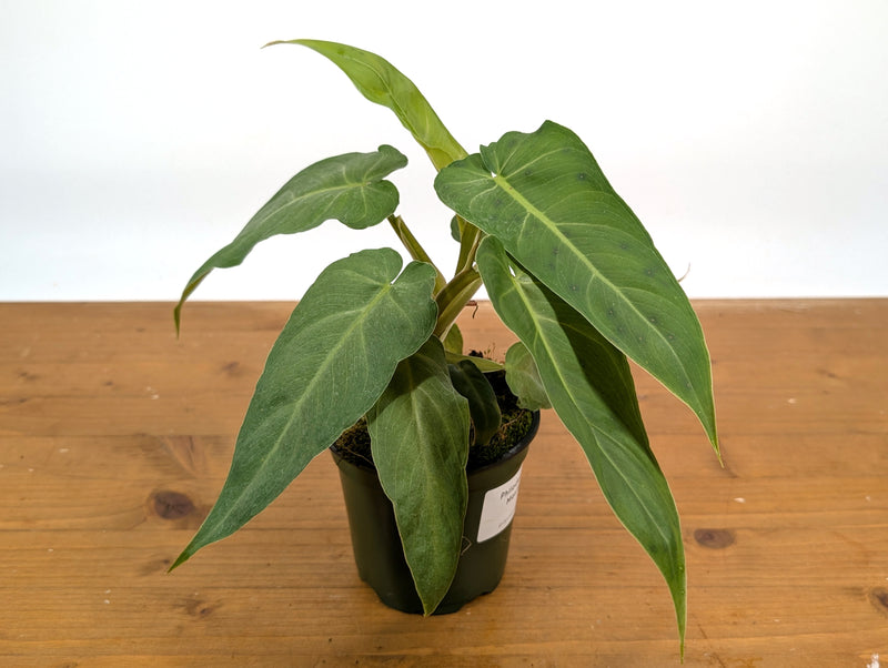 Philodendron Maximum