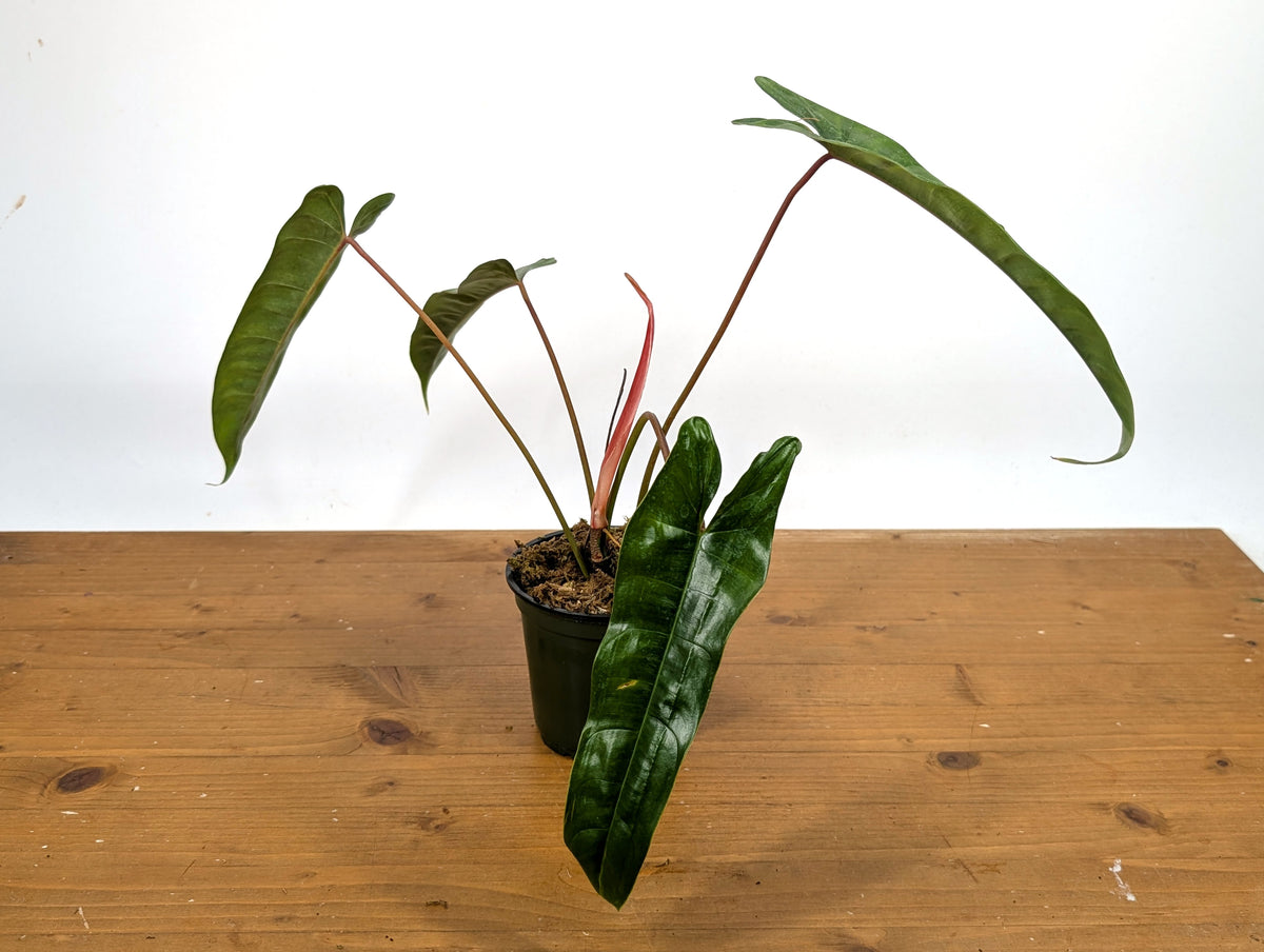 Philodendron sp. 'Felix'