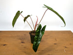 Philodendron sp. 'Felix'