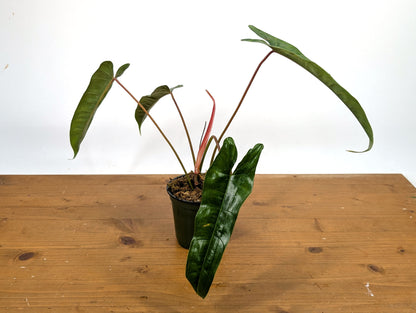 Philodendron Felix