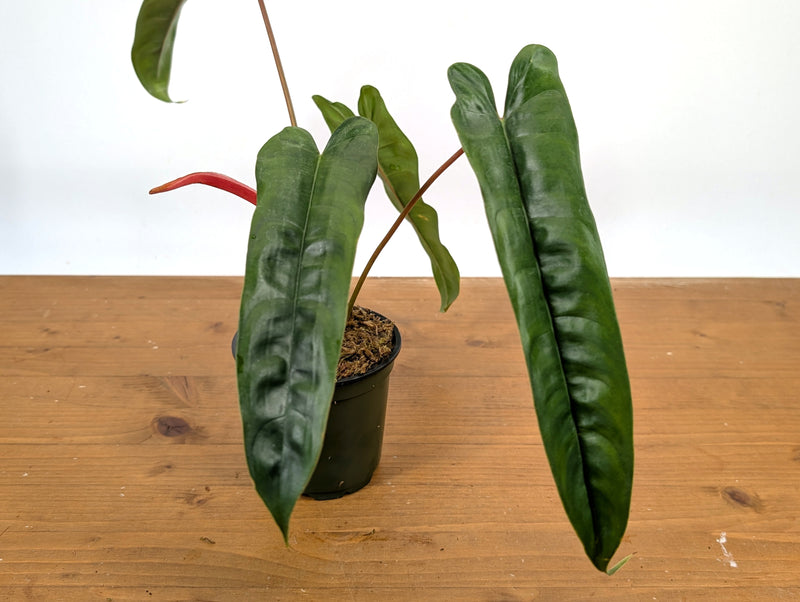 Philodendron sp. 'Felix'