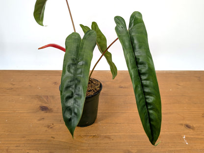 Philodendron Felix