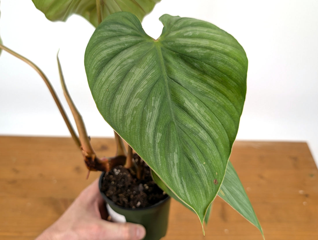 Philodendron Mamei x Lynamii