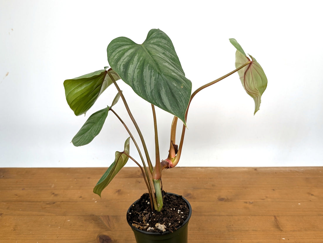 Philodendron Mamei x Lynamii