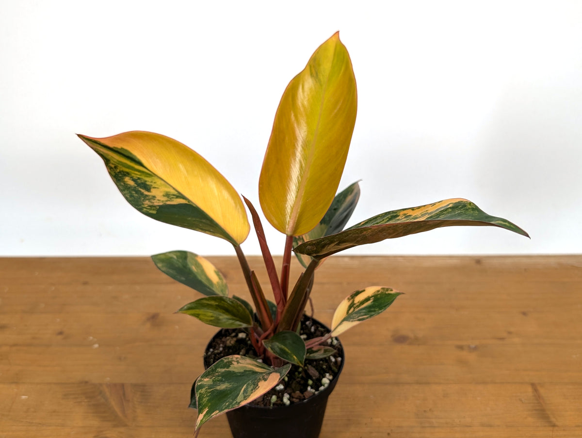 Philodendron Red Congo Variegated